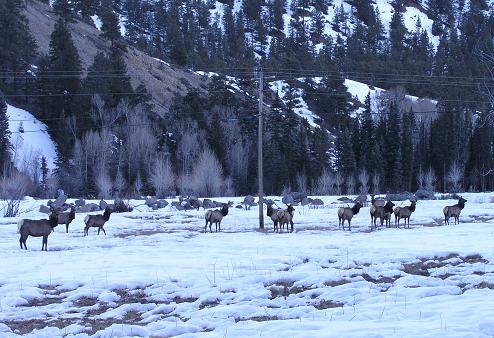 elk2.jpg (48920 bytes)