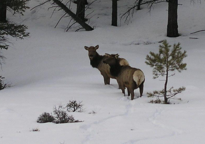 elk3.jpg (68724 bytes)